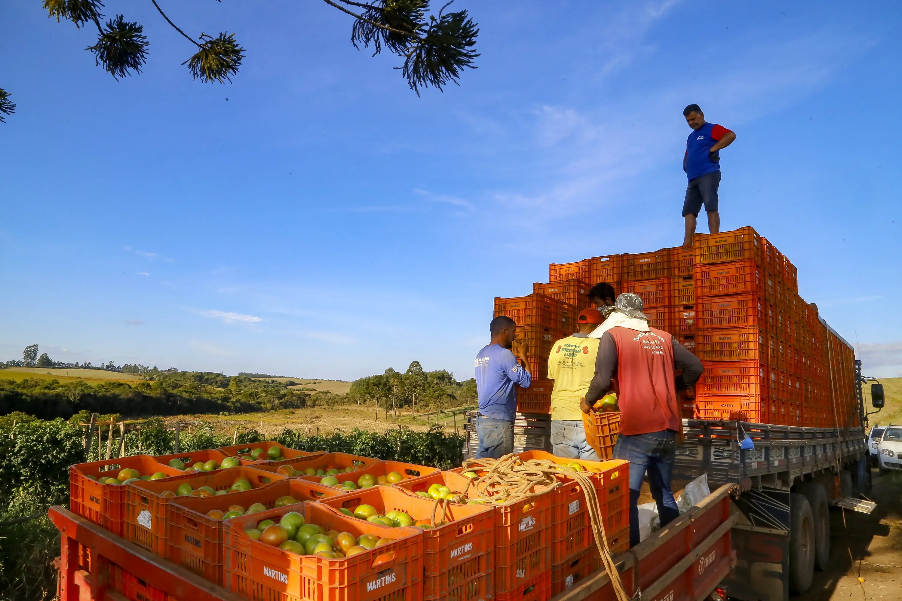 Representação das etapas da produção agrícola